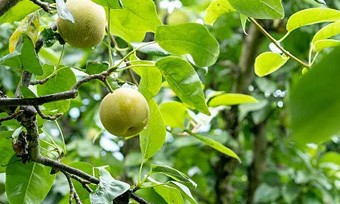 生態(tài)農(nóng)業(yè)產(chǎn)業(yè)規(guī)劃 生態(tài)農(nóng)業(yè)產(chǎn)業(yè)規(guī)劃